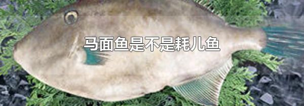 马面鱼是不是耗儿鱼
