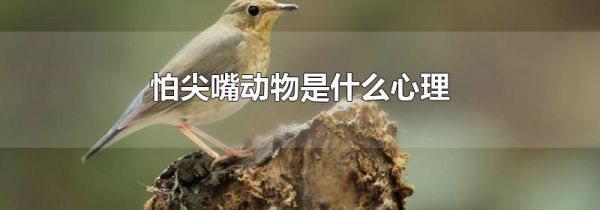 怕尖嘴动物是什么心理