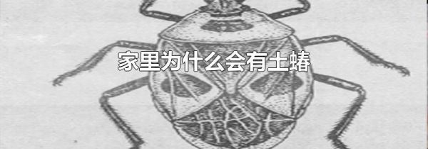 家里为什么会有土蝽