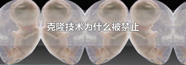 克隆技术为什么被禁止