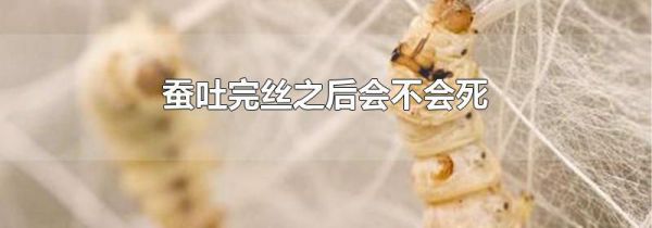 蚕吐完丝之后会不会死