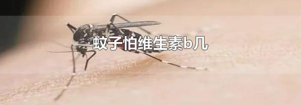 蚊子怕维生素b几
