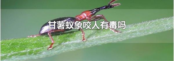 甘薯蚁象咬人有毒吗