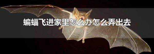 蝙蝠飞进家里怎么办怎么弄出去
