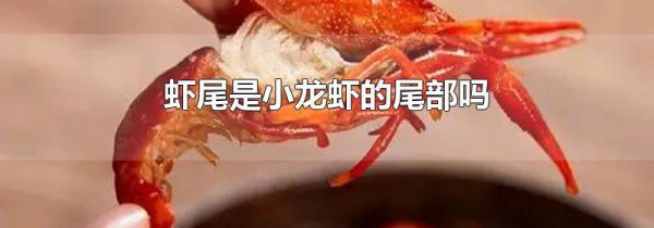 虾尾是小龙虾的尾部吗