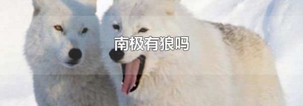 南极有狼吗