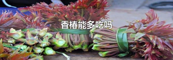 香椿能多吃吗