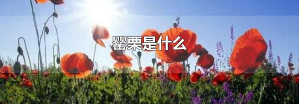 罂栗是什么