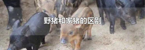 野猪和家猪的区别