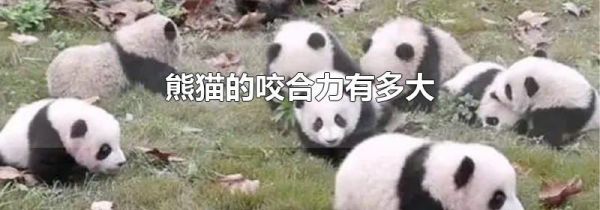 熊猫的咬合力有多大