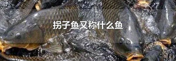 拐子鱼又称什么鱼