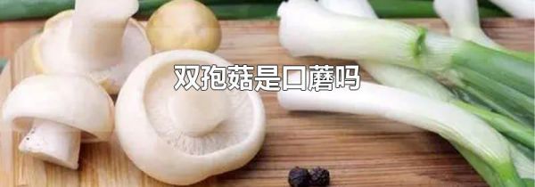 双孢菇是口蘑吗