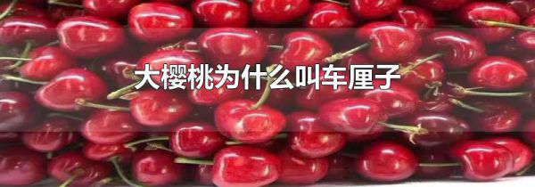 大樱桃为什么叫车厘子