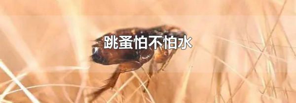 跳蚤怕不怕水
