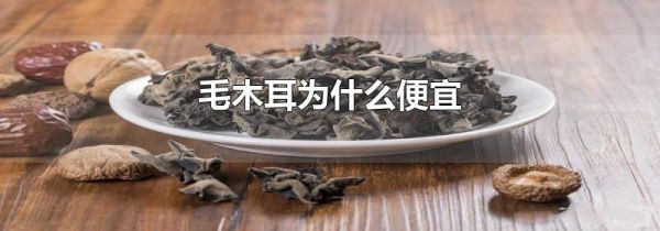 毛木耳为什么便宜