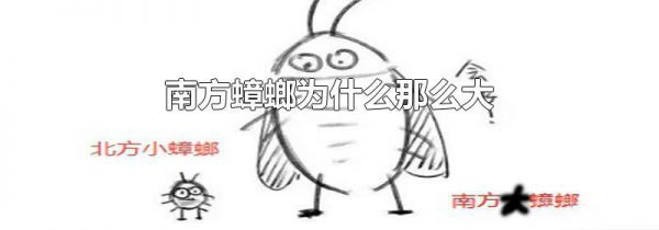 南方蟑螂为什么那么大