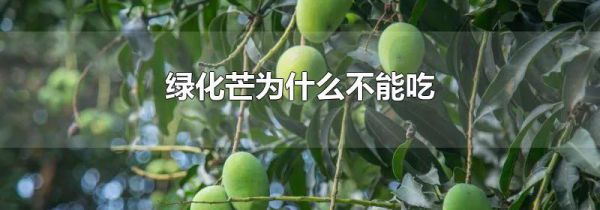 绿化芒为什么不能吃