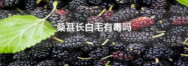 桑葚长白毛有毒吗
