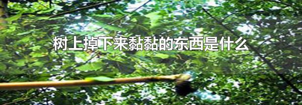 树上掉下来黏黏的东西是什么