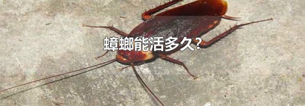 蟑螂能活多久?