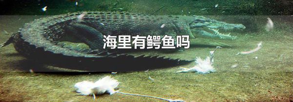 海里有鳄鱼吗
