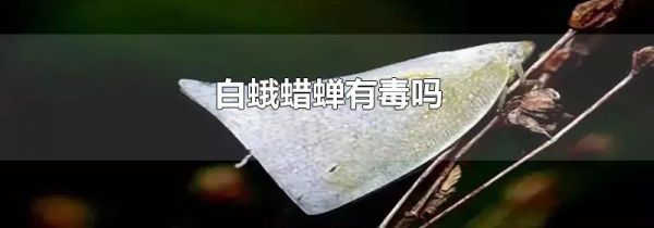 白蛾蜡蝉有毒吗