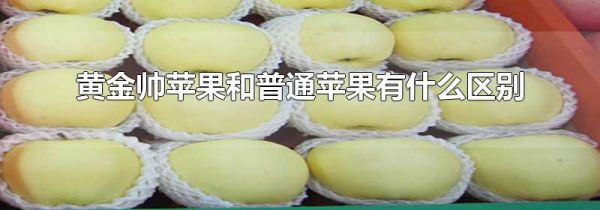 黄金帅苹果和普通苹果有什么区别