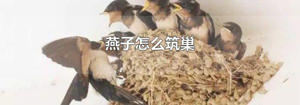燕子怎么筑巢