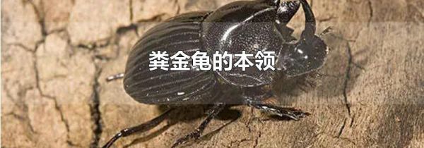 粪金龟的本领