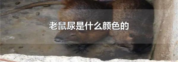 老鼠尿是什么颜色的