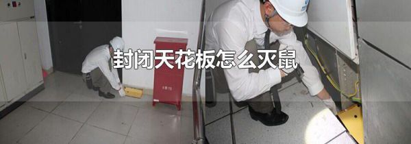 封闭天花板怎么灭鼠