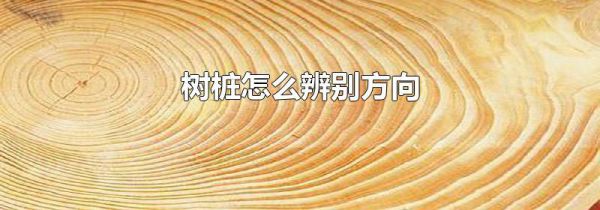 树桩怎么辨别方向
