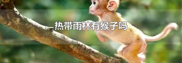 热带雨林有猴子吗