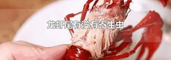 龙虾尾有没有寄生虫