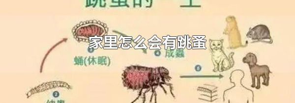 家里怎么会有跳蚤