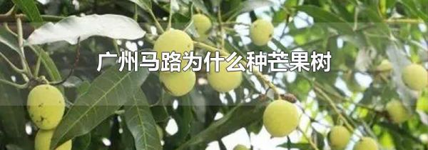 广州马路为什么种芒果树
