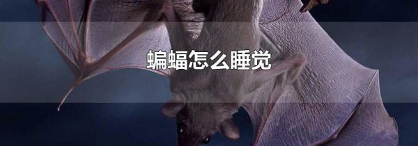 蝙蝠怎么睡觉