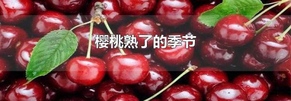 樱桃熟了的季节