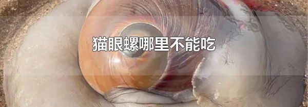 猫眼螺哪里不能吃