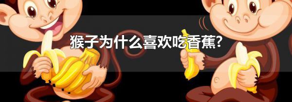 猴子为什么喜欢吃香蕉?
