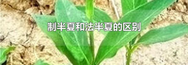 制半夏和法半夏的区别