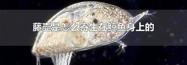藤壶是怎么寄生在鲸鱼身上的