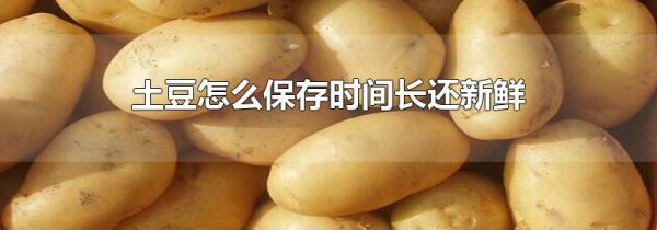土豆怎么保存时间长还新鲜