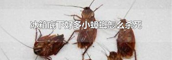 冰箱底下好多小蟑螂怎么杀死