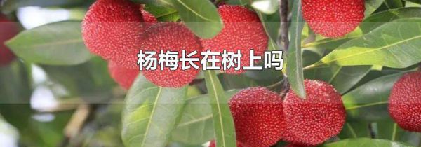 杨梅长在树上吗