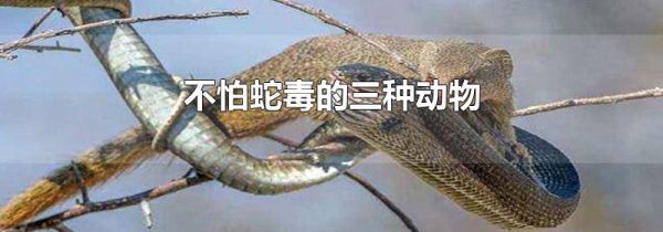 不怕蛇毒的三种动物
