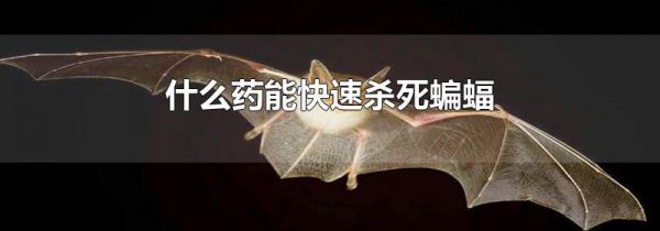 什么药能快速杀死蝙蝠