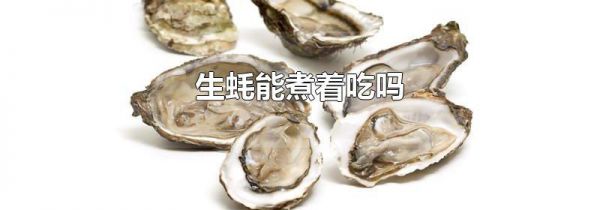 生蚝能煮着吃吗