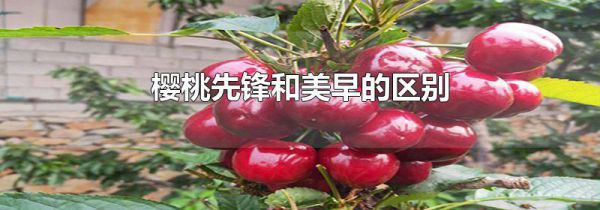 樱桃先锋和美早的区别