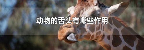 动物的舌头有哪些作用